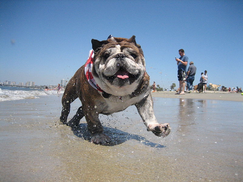 Bulldog at the beach